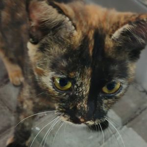 Agatha