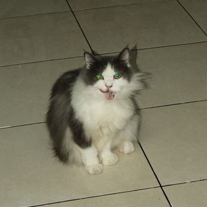 Jasmine