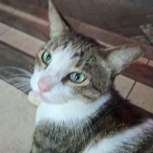 Elocin