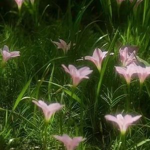lily