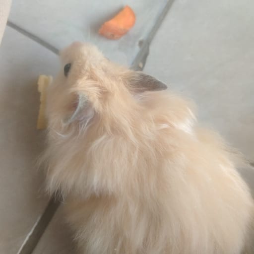 lanaa