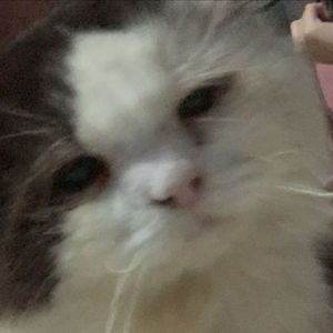 Adi