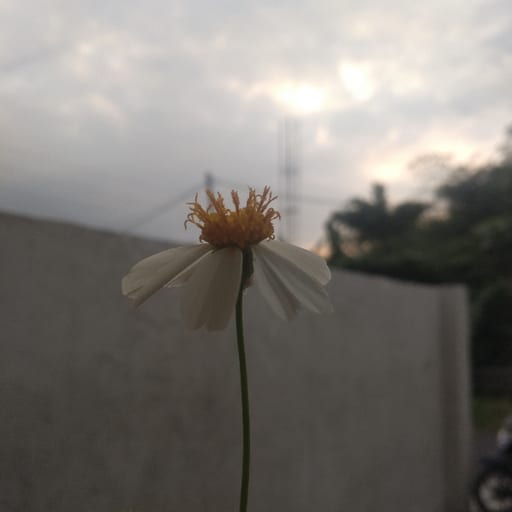 miuw