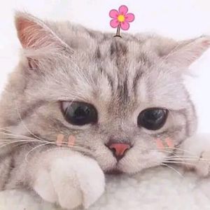 Prelovedkitaa