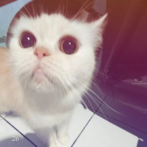 Ilovemycat