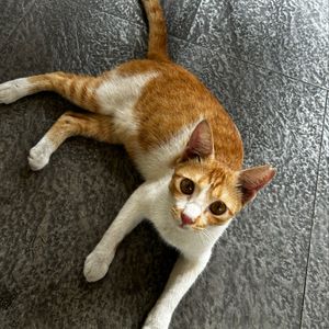 Natallia