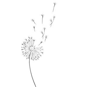 Dandelion14