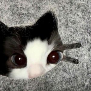 junnymoon