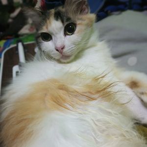 sysy