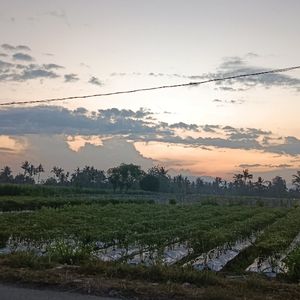Rifa