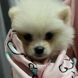 cynscloset