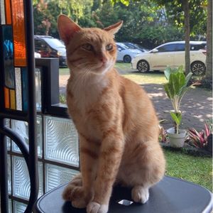 hugo