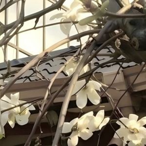 Shana