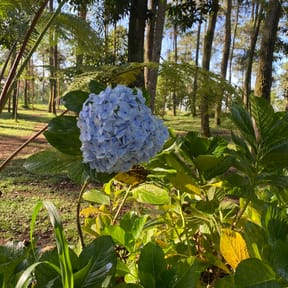 Indraegg