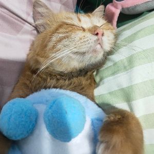 hilya