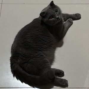 Aeri