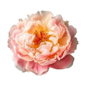 Peony Preloved