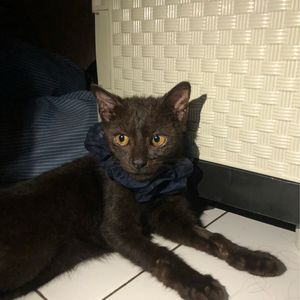 Farah Kafia Aulia