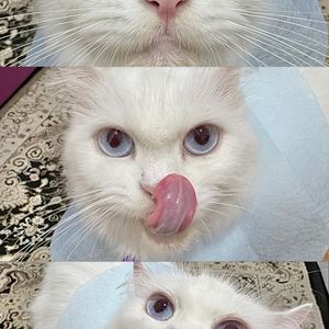 celsie markets