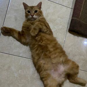 yaya