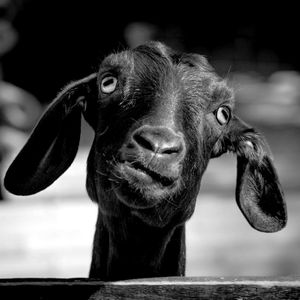 OH MY GOAT
