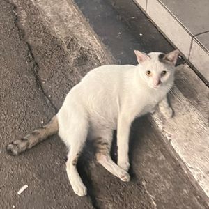 anggi