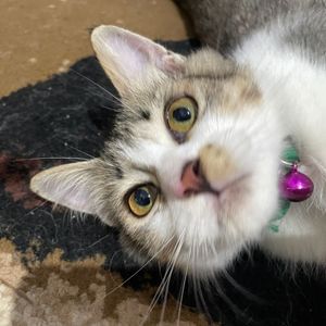 Pitut Si Kucing