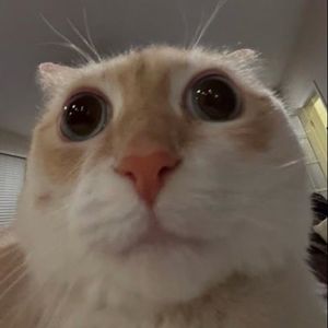 Sasa