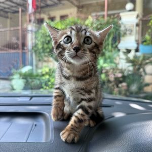 Windy Juwita