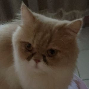 Rafi