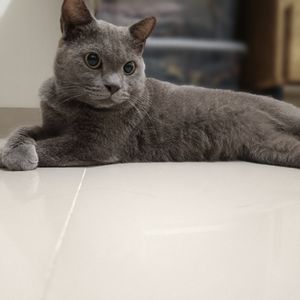 Ratna sari