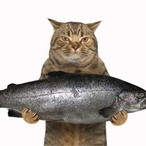 kucing