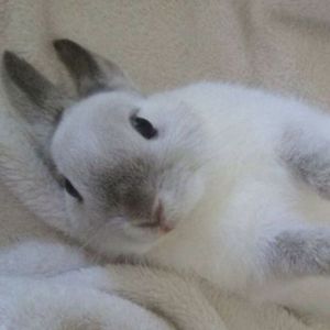 akubunnyfunny