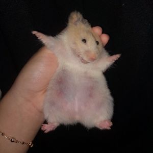pricylayaya