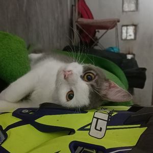 Madaava