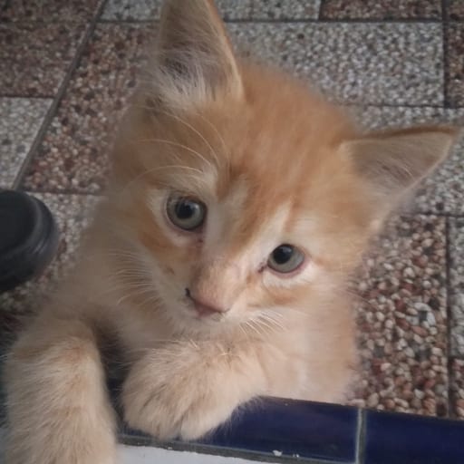 hemaa
