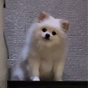 Fio