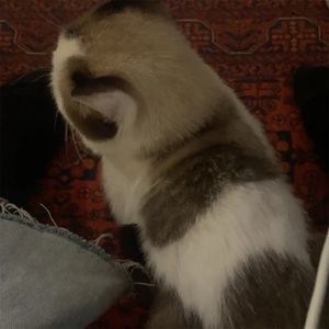 coco