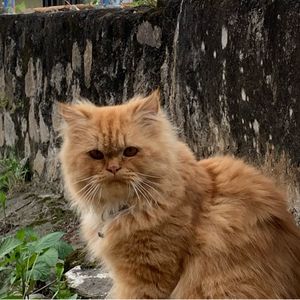 axel