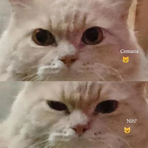 Tipytypo