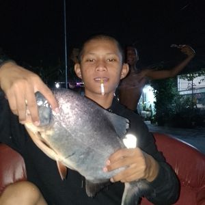 Ngolsused