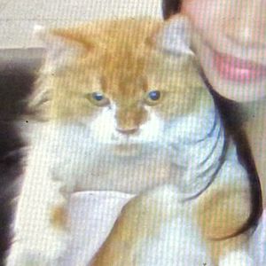 my cats name is pusy
