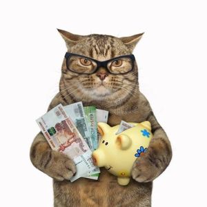 gatto