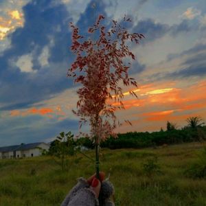 Senja Second