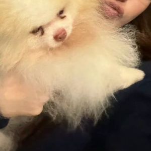 Adora