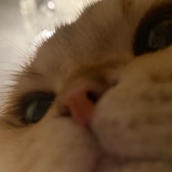 Yaya