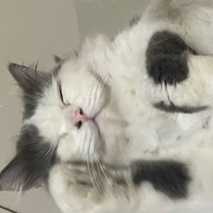 dnapeachy