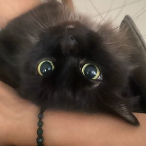 Leo16