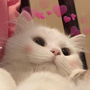 meowprelove