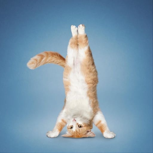 cutestuff